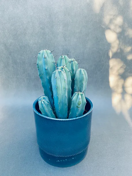 cereus-myrtillocactus-geometrizans-25-cm-roslina-w-postaci-inna-rodzaj-rosliny-rosliny-zielone