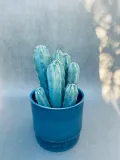 cereus-myrtillocactus-geometrizans-25-cm-roslina-w-postaci-inna-rodzaj-rosliny-rosliny-zielone