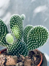 opuntia-microdasys-albispina-opuncja-15-cm