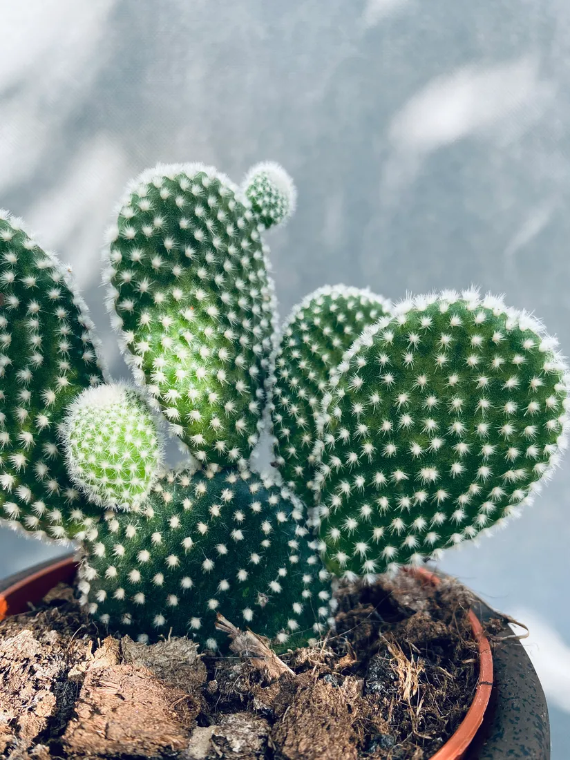 opuntia-microdasys-albispina-opuncja-15-cm