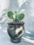 opuntia-microdasys-albispina-opuncja-15-cm-rodzaj-rosliny-rosliny-zielone