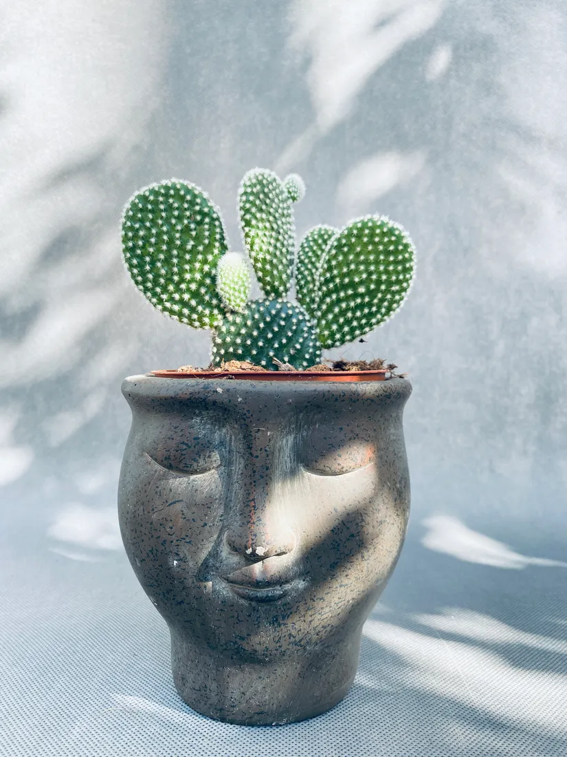 opuntia-microdasys-albispina-opuncja-15-cm