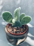 opuntia-microdasys-albispina-opuncja-15-cm-roslina-w-postaci-inna