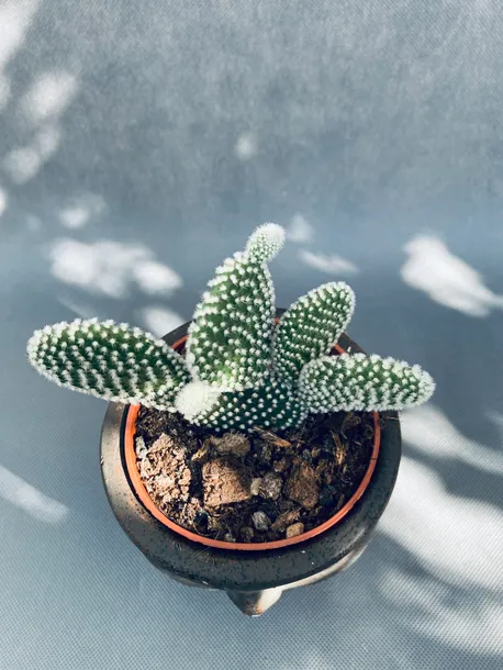 opuntia-microdasys-albispina-opuncja-15-cm-kod-produktu-110049
