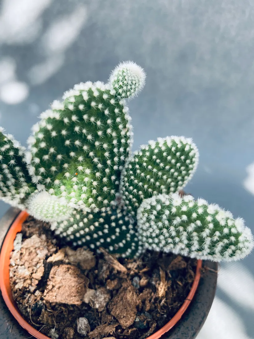 opuntia-microdasys-albispina-opuncja-15-cm