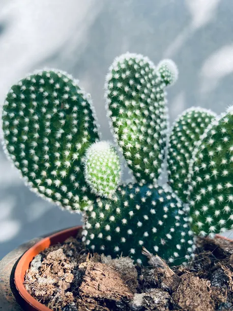 opuntia-microdasys-albispina-opuncja-15-cm-rodzaj-rosliny-rosliny-zielone-kod-produktu-110049