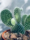 opuntia-microdasys-albispina-opuncja-15-cm-rodzaj-rosliny-rosliny-zielone-kod-produktu-110049