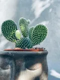 opuntia-microdasys-albispina-opuncja-15-cm-roslina-w-postaci-inna-rodzaj-rosliny-rosliny-zielone
