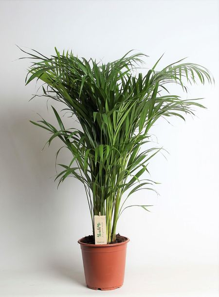 Palma Artificiale Dypsis Lutescens Leflos 150 Cm - Pianta Interni Con 13 Tronchi, Vaso Incluso