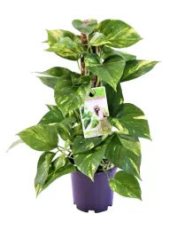 epipremnum-pinnatum-50-cm