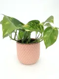 epipremnum-aureum-25-cm