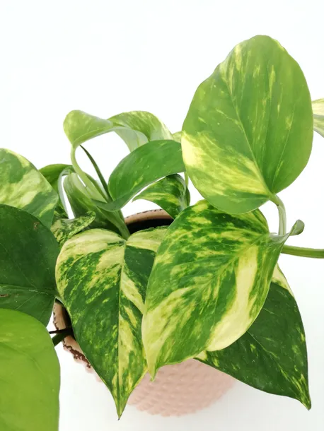 epipremnum-aureum-25-cm-rodzaj-rosliny-rosliny-zielone