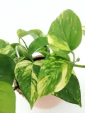 epipremnum-aureum-25-cm-rodzaj-rosliny-rosliny-zielone