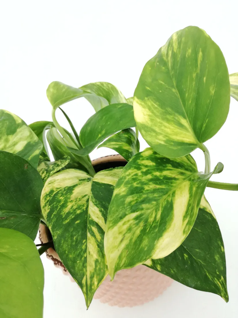 epipremnum-aureum-25-cm