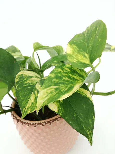 epipremnum-aureum-25-cm-roslina-w-postaci-inna
