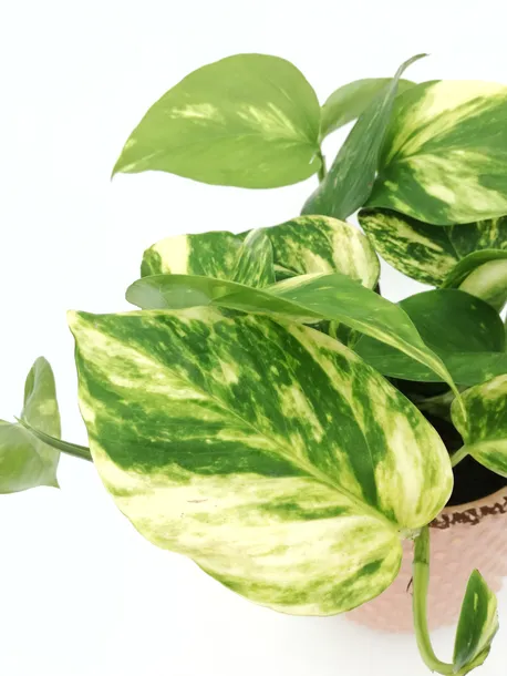 epipremnum-aureum-25-cm-kod-produktu-104971