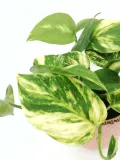 epipremnum-aureum-25-cm-kod-produktu-104971
