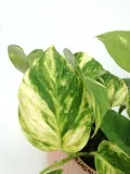 epipremnum-aureum-25-cm-rodzaj-rosliny-rosliny-zielone-roslina-w-postaci-inna