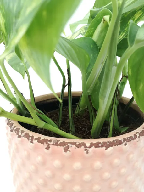 epipremnum-aureum-25-cm-rodzaj-rosliny-rosliny-zielone-kod-produktu-104971