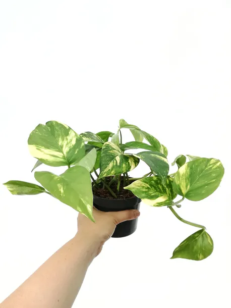 epipremnum-aureum-25-cm-roslina-w-postaci-inna-rodzaj-rosliny-rosliny-zielone