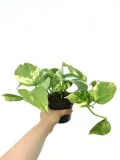 epipremnum-aureum-25-cm-roslina-w-postaci-inna-rodzaj-rosliny-rosliny-zielone