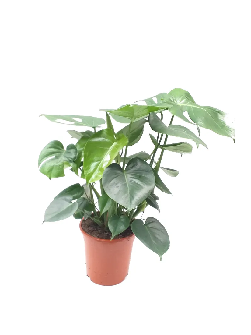 monstera-deliciosa-70cm