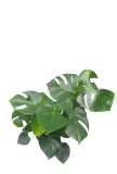 monstera-deliciosa-70cm-rodzaj-rosliny-rosliny-zielone