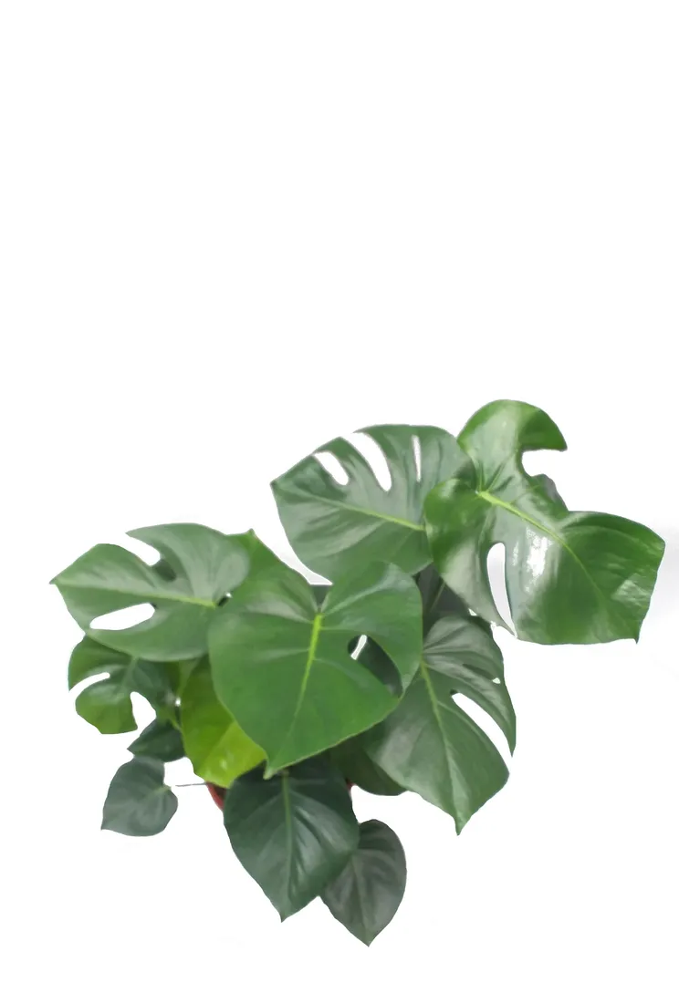 monstera-deliciosa-70cm