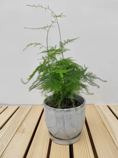 szparag-asparagus-setaceus-35-cm