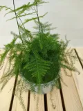 szparag-asparagus-setaceus-35-cm-rodzaj-rosliny-rosliny-zielone
