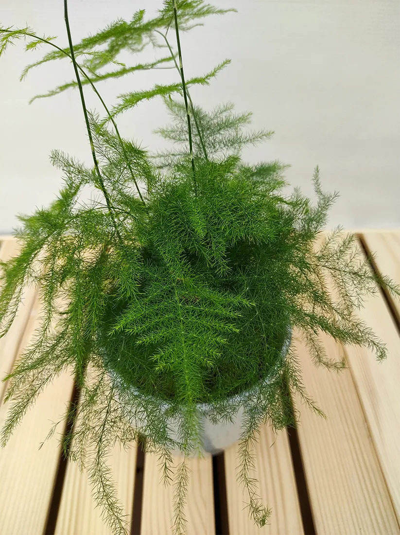 szparag-asparagus-setaceus-35-cm