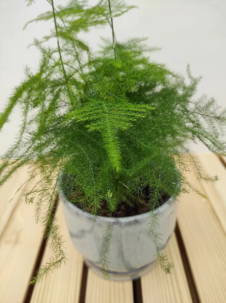 szparag-asparagus-setaceus-35-cm-roslina-w-postaci-inna