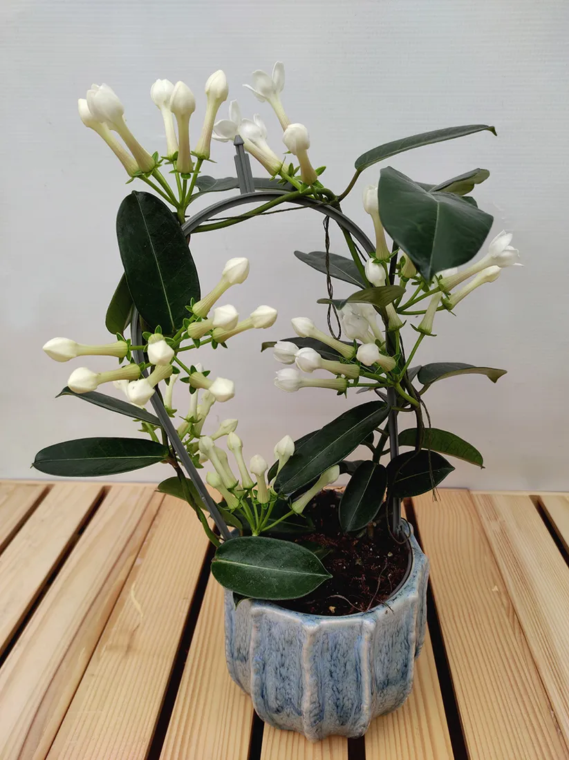 schefflera variegata Schefflera 'Arboricola Variegata'  ECOVIBE