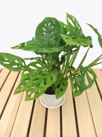monstera-adansonii-leichtlinii-35-cm