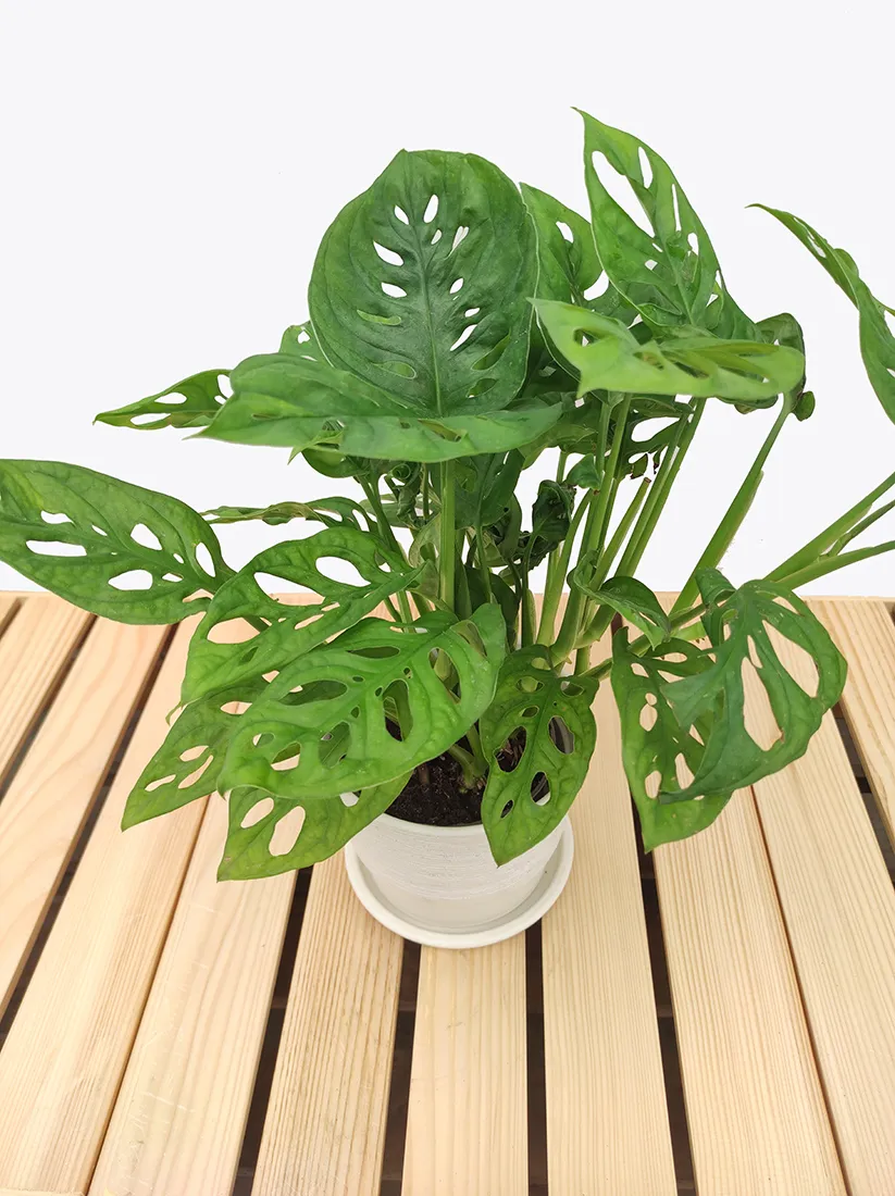 monstera-adansonii-leichtlinii-35-cm