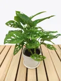 monstera-adansonii-leichtlinii-35-cm-rodzaj-rosliny-rosliny-zielone