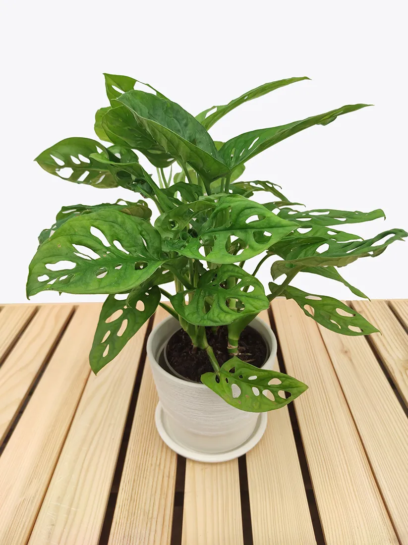 monstera-adansonii-leichtlinii-35-cm