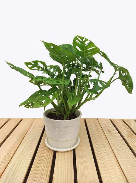monstera-adansonii-leichtlinii-35-cm-roslina-w-postaci-inna