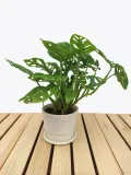 monstera-adansonii-leichtlinii-35-cm-roslina-w-postaci-inna