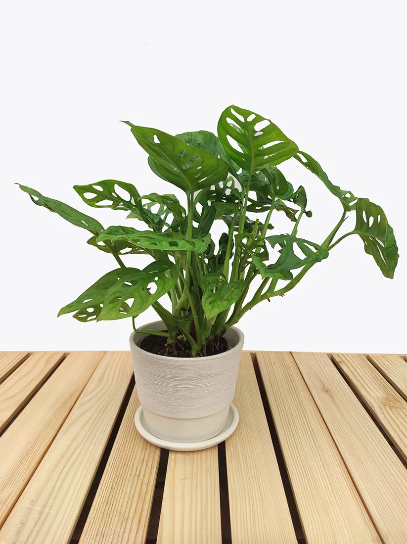 monstera-adansonii-leichtlinii-35-cm