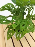 monstera-adansonii-leichtlinii-35-cm-kod-produktu-109041