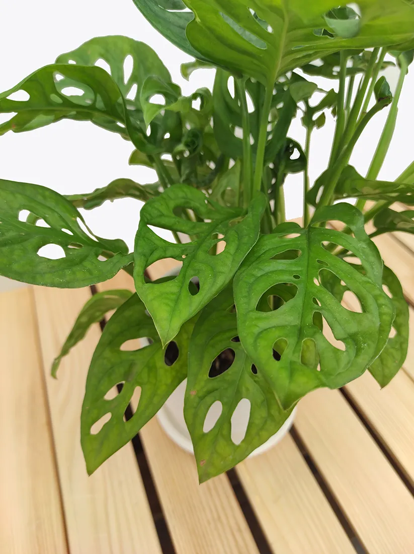monstera-adansonii-leichtlinii-35-cm-rodzaj-rosliny-rosliny-zielone