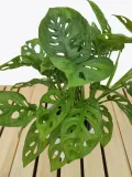 monstera-adansonii-leichtlinii-35-cm-rodzaj-rosliny-rosliny-zielone-roslina-w-postaci-inna
