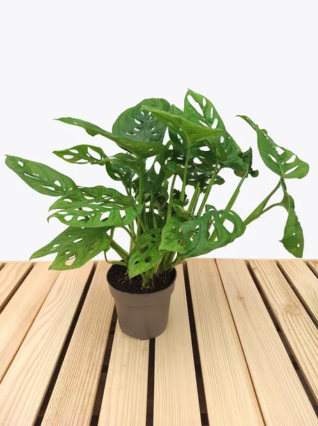 monstera-adansonii-leichtlinii-35-cm-rodzaj-rosliny-rosliny-zielone-kod-produktu-109041