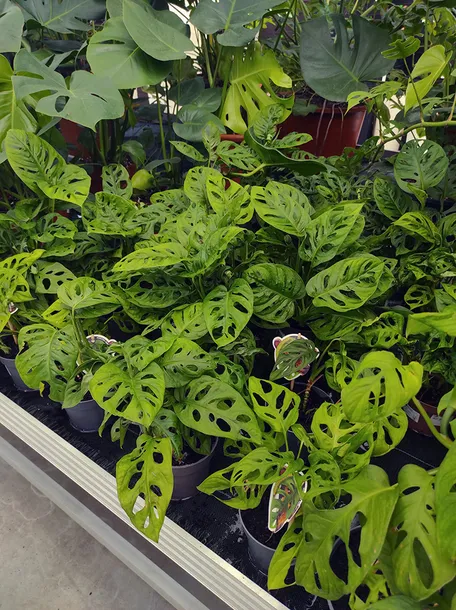 monstera-adansonii-leichtlinii-35-cm-roslina-w-postaci-inna-rodzaj-rosliny-rosliny-zielone