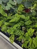 monstera-adansonii-leichtlinii-35-cm-roslina-w-postaci-inna-rodzaj-rosliny-rosliny-zielone