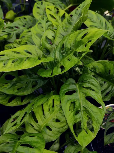 monstera-adansonii-leichtlinii-35-cm-roslina-w-postaci-inna-kod-produktu-109041