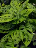 monstera-adansonii-leichtlinii-35-cm-roslina-w-postaci-inna-kod-produktu-109041