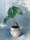 anthurium-clarinervium-35-cm