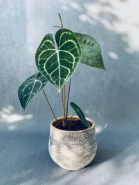 anthurium-clarinervium-35-cm
